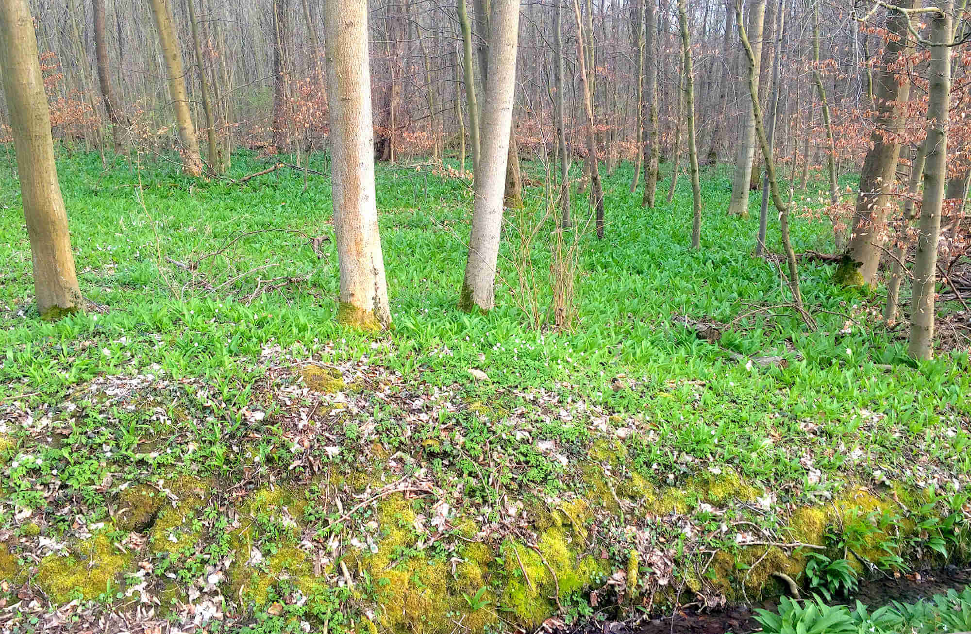 Frischer Bärlauch im Wald