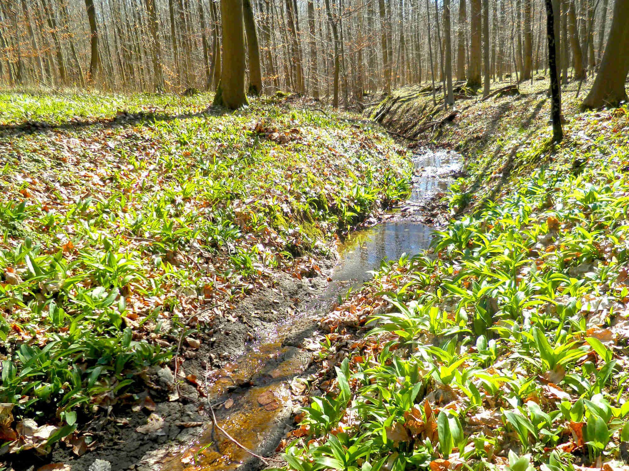 Bärlauch im Wald an einem Bach 