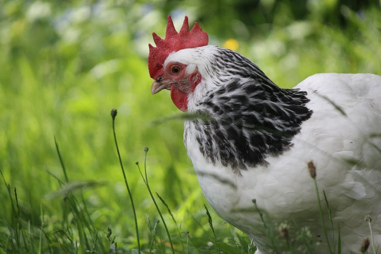 Ein Huhn sitzt in einer Wiese