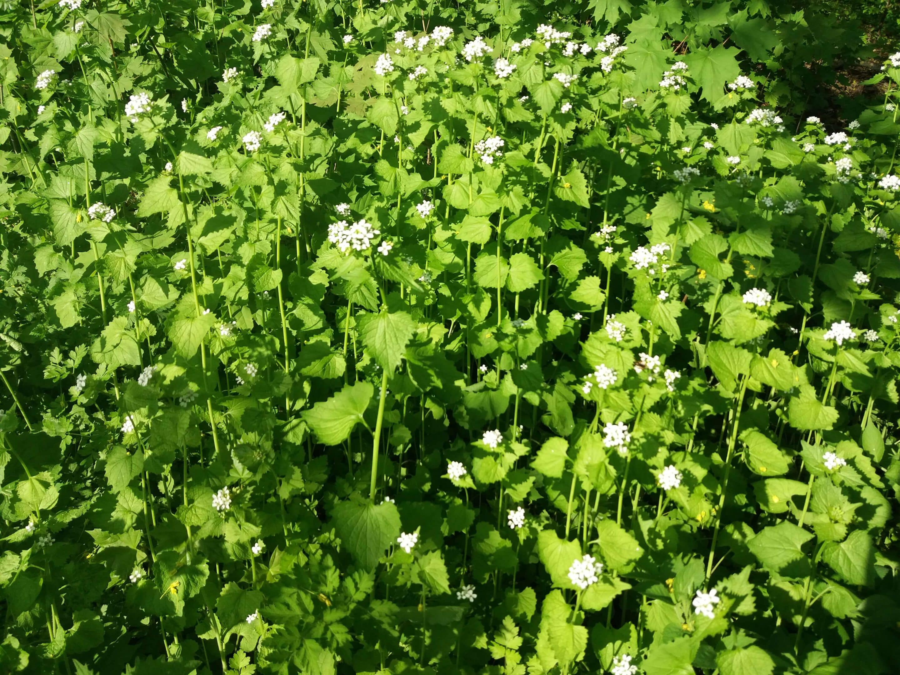 Knoblauchsrauke mit Blüte