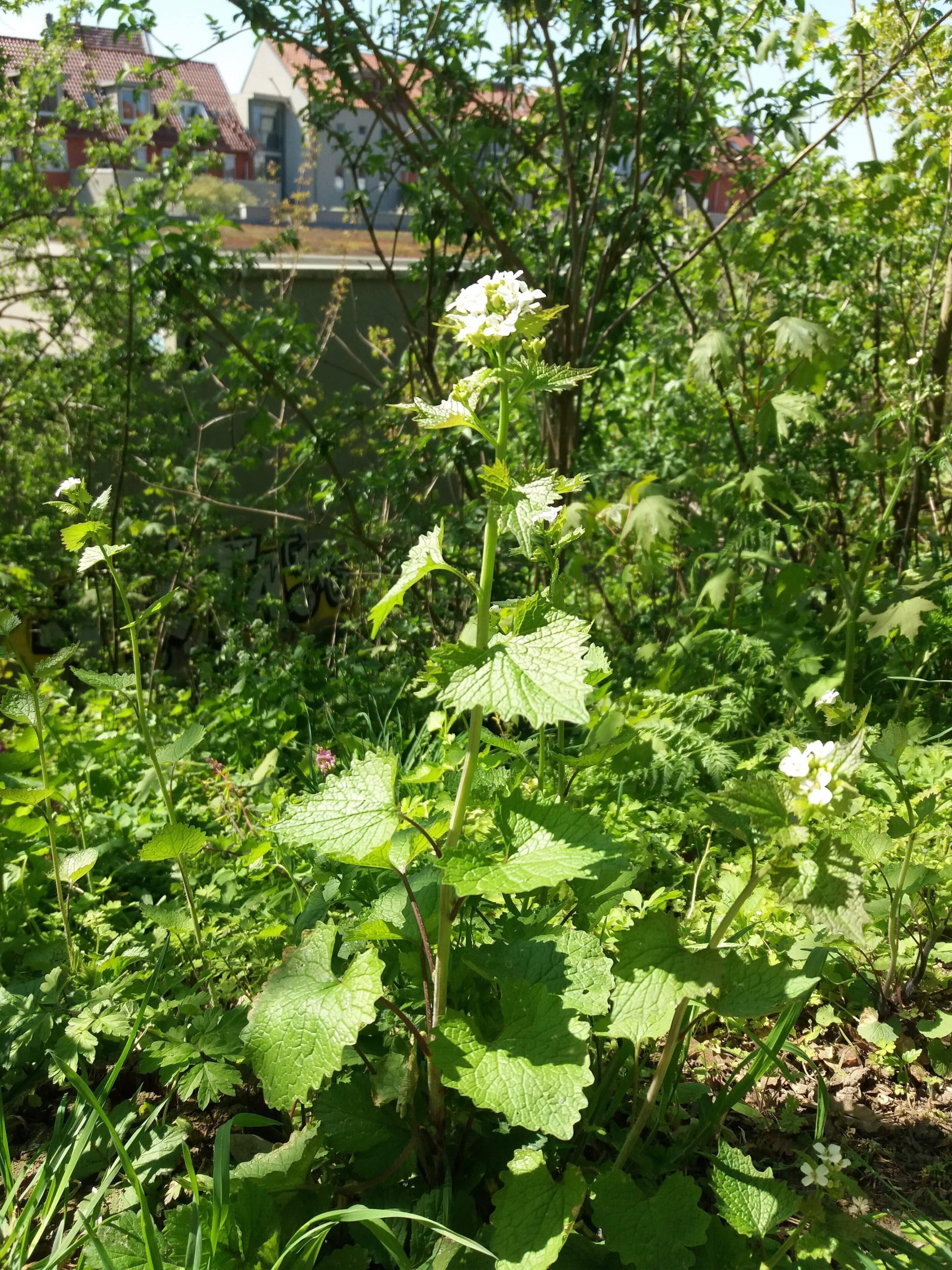 Knoblauchsrauke mit Blüte