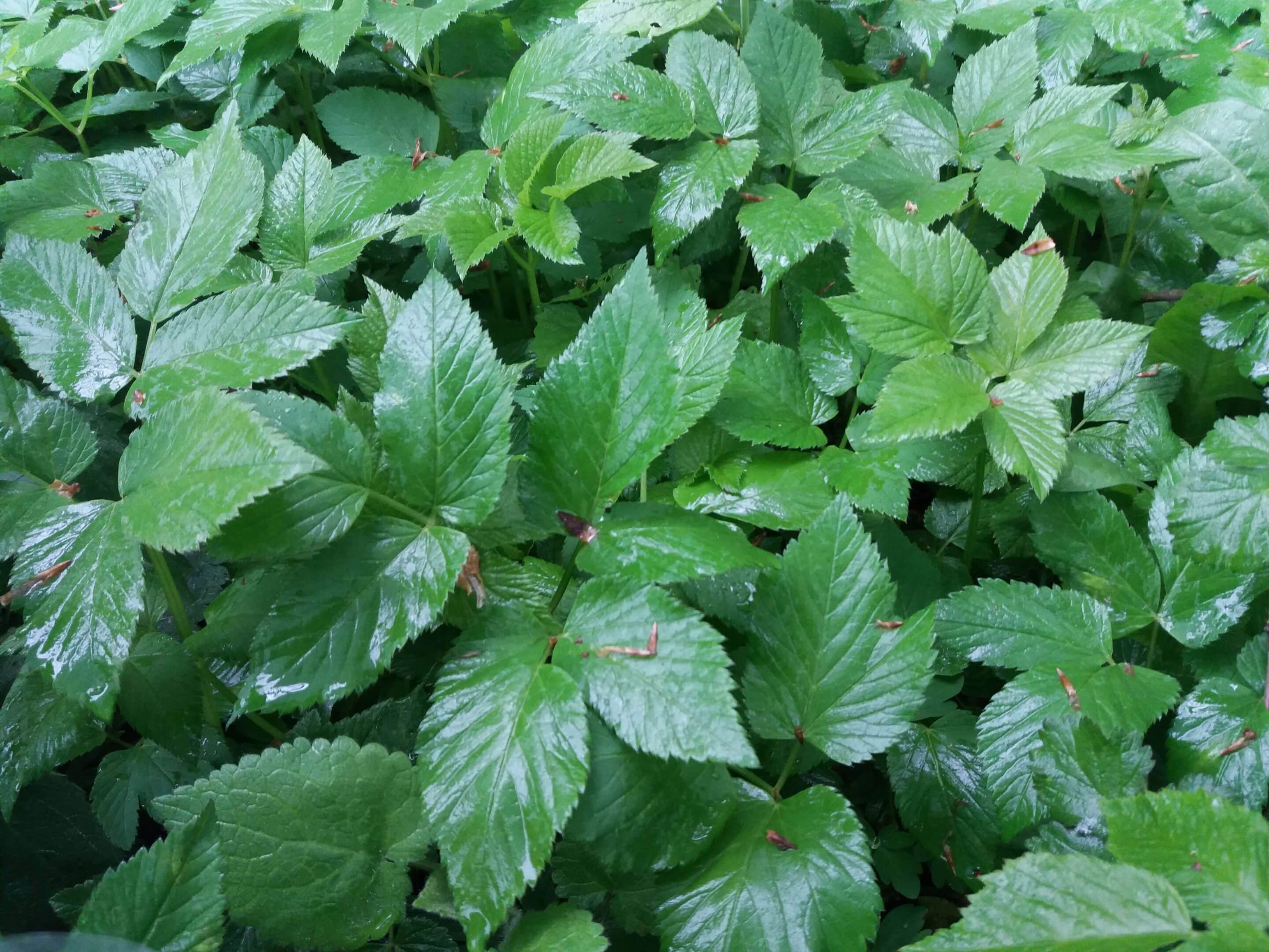 Nasse Blätter des Gierschs am Waldboden