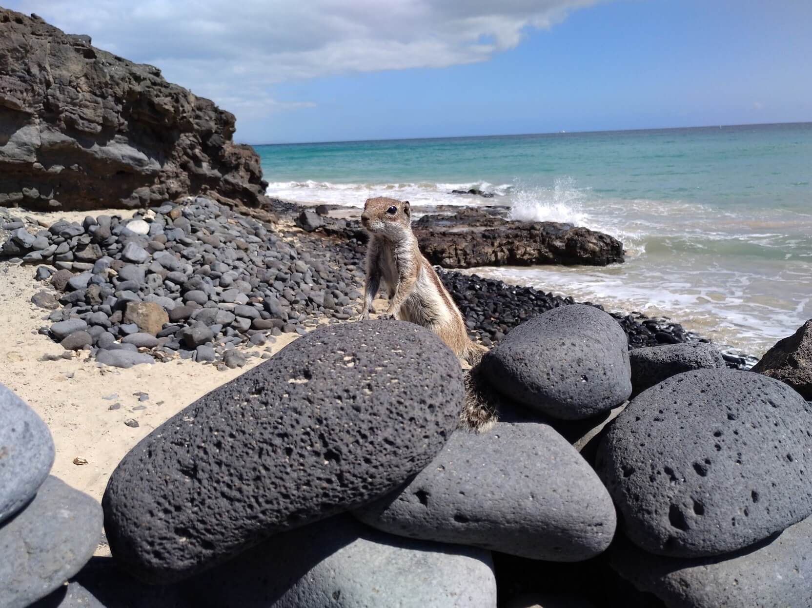 Ein Erdhörnchen an einem felsigen Strand
