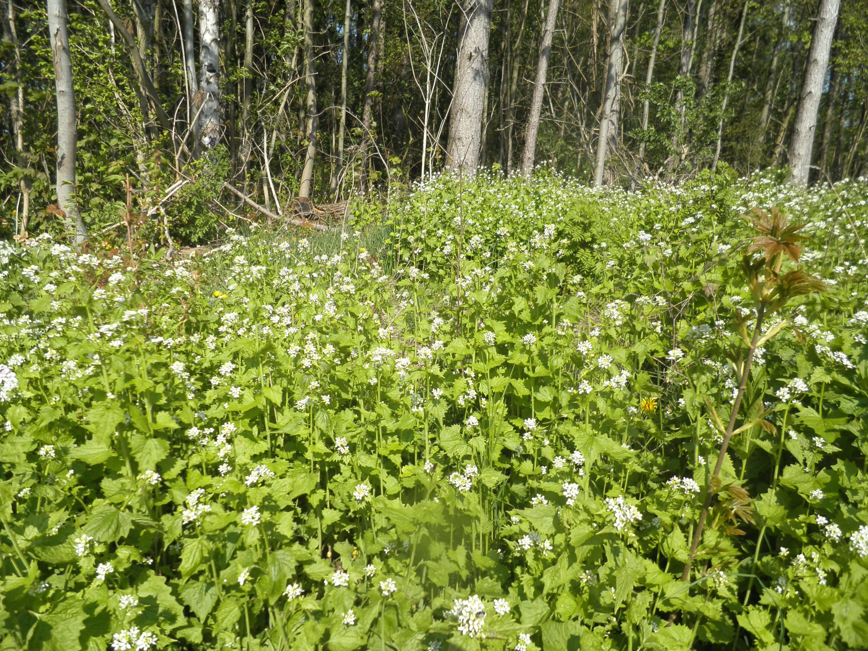 Knoblauchsrauke wächst am Waldrand