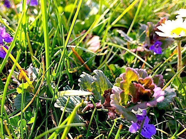 Blühender Gundermann im Gras