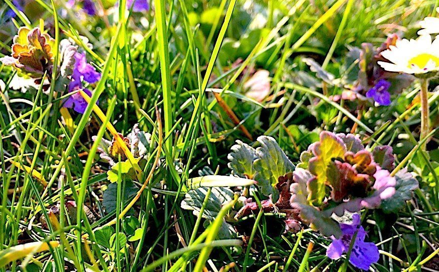 Gundermann mit Blüten im Gras