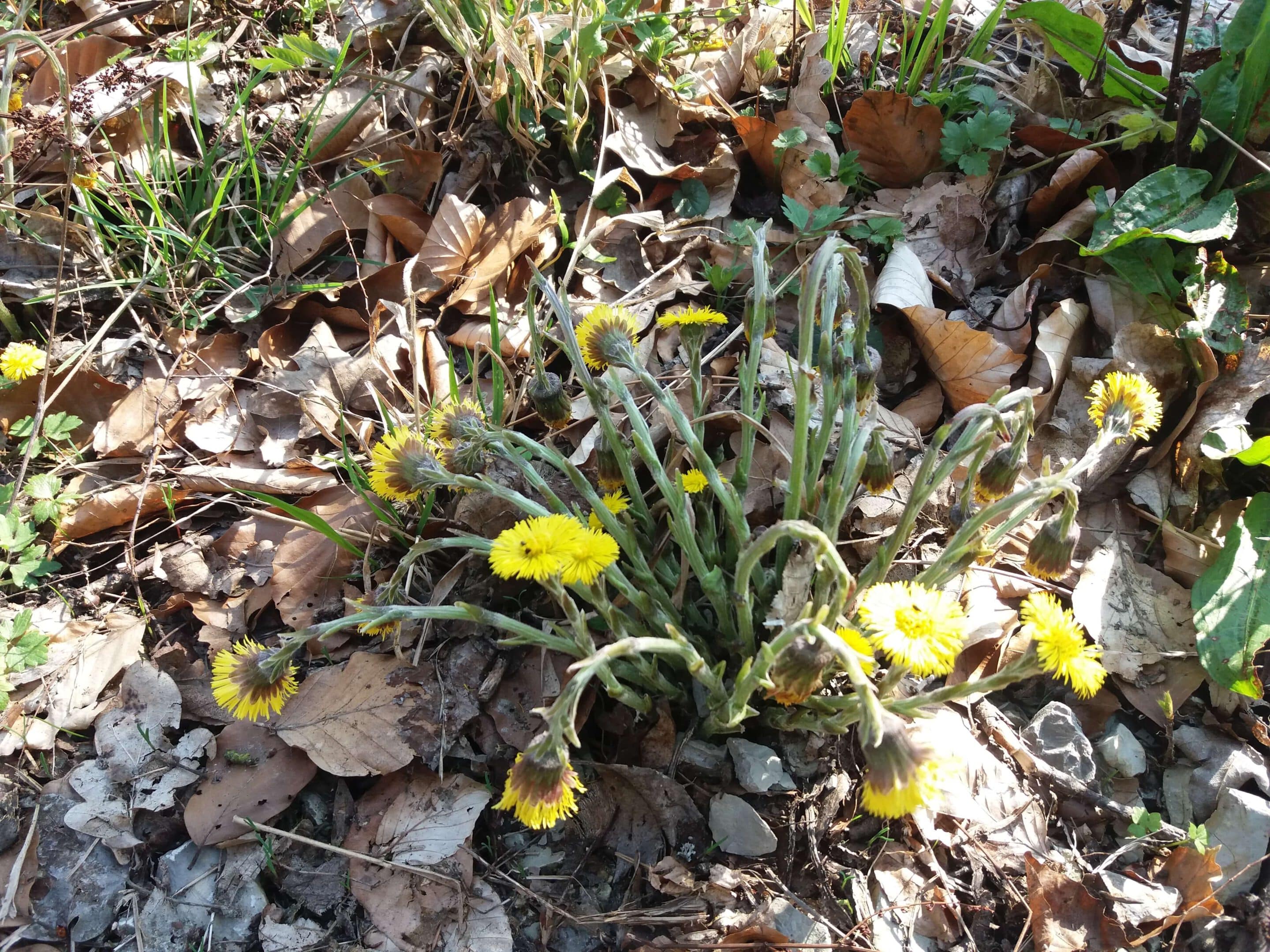 Huflattich am Rand einer Wiese