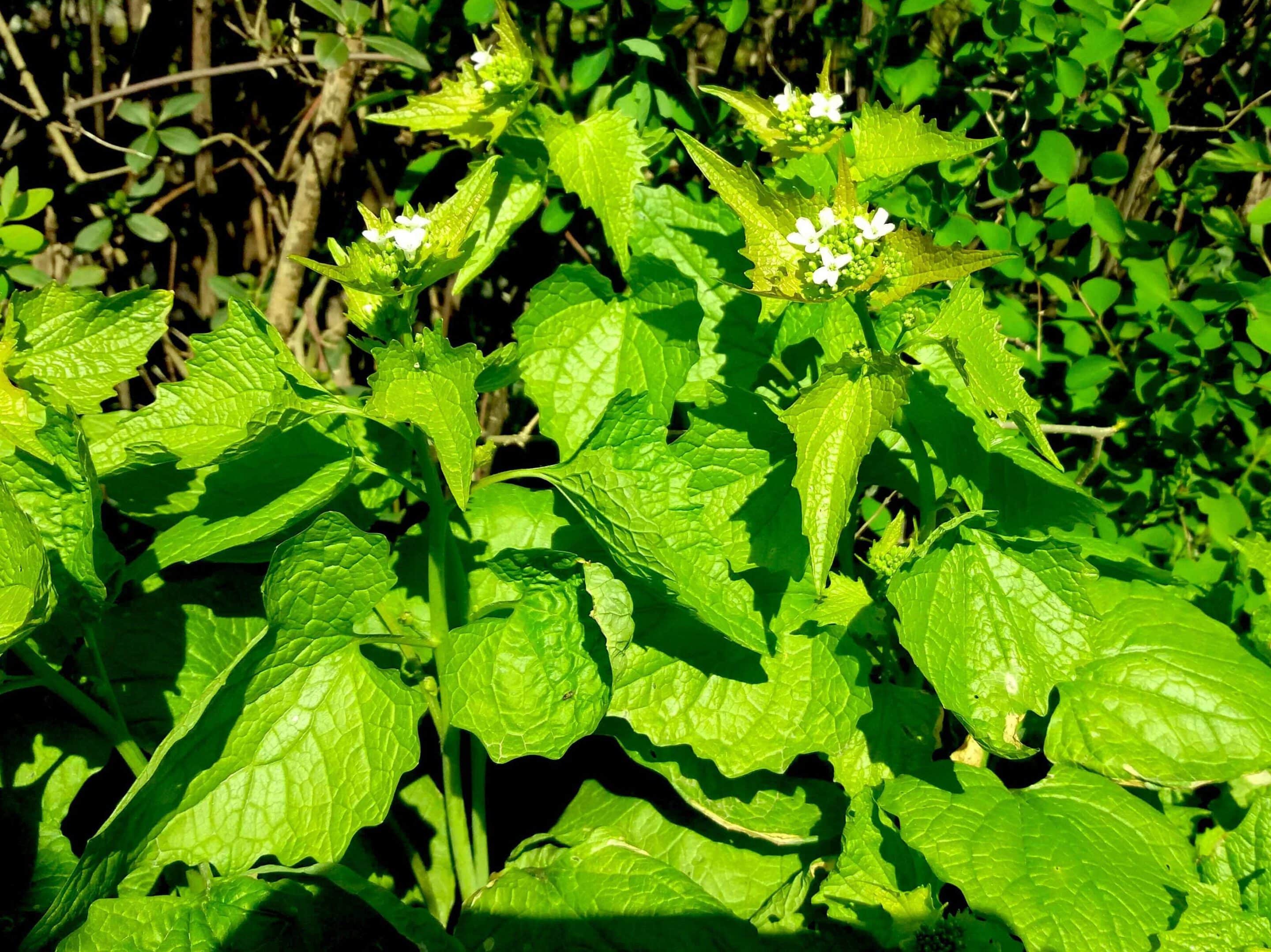 Knoblauchsrauke mit weißen Blüten