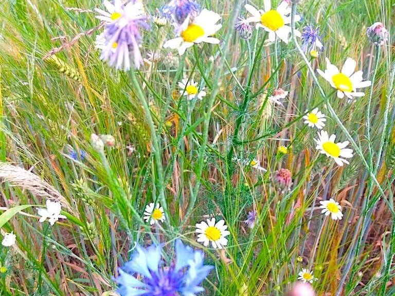 Blühende Wiesenblumen