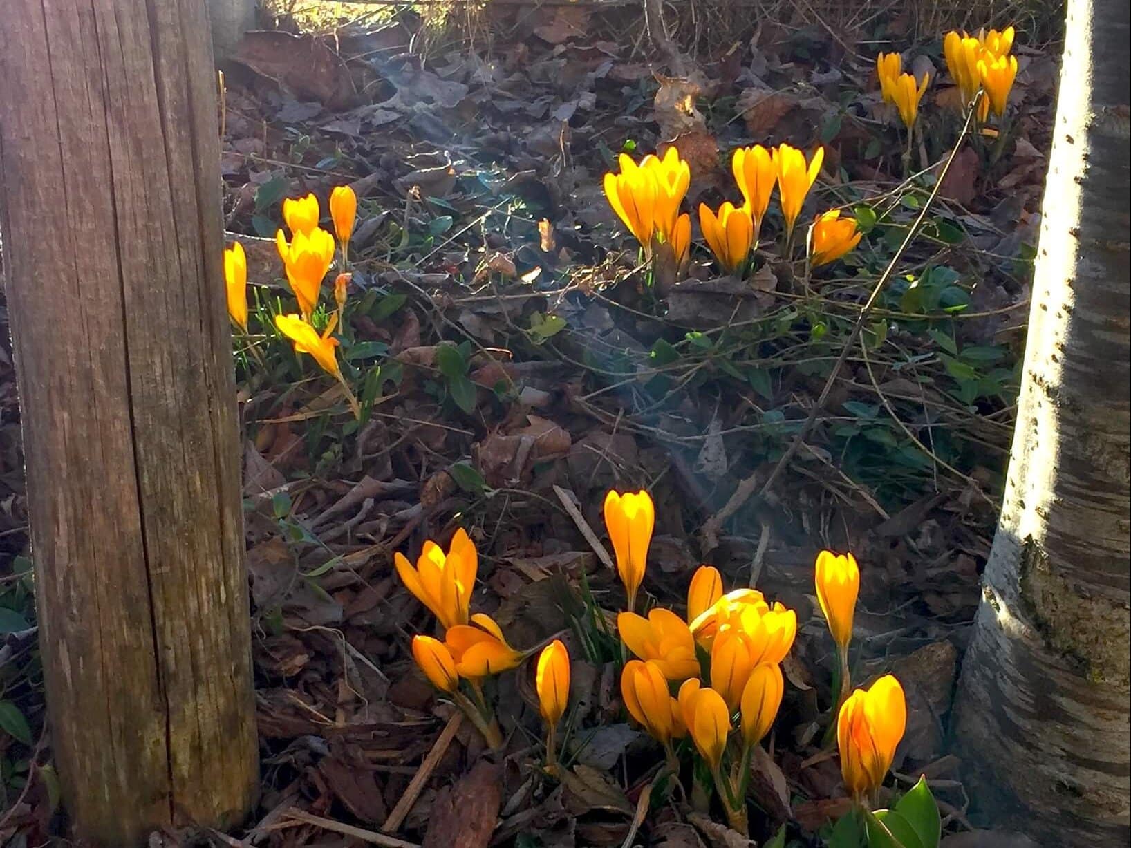 Leuchtend orange Krokusse blühen im sonst noch kahlen Garten