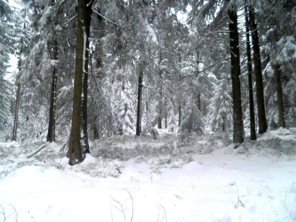 Düsterer winterlicher Wald mit geschlossener Schneedecke