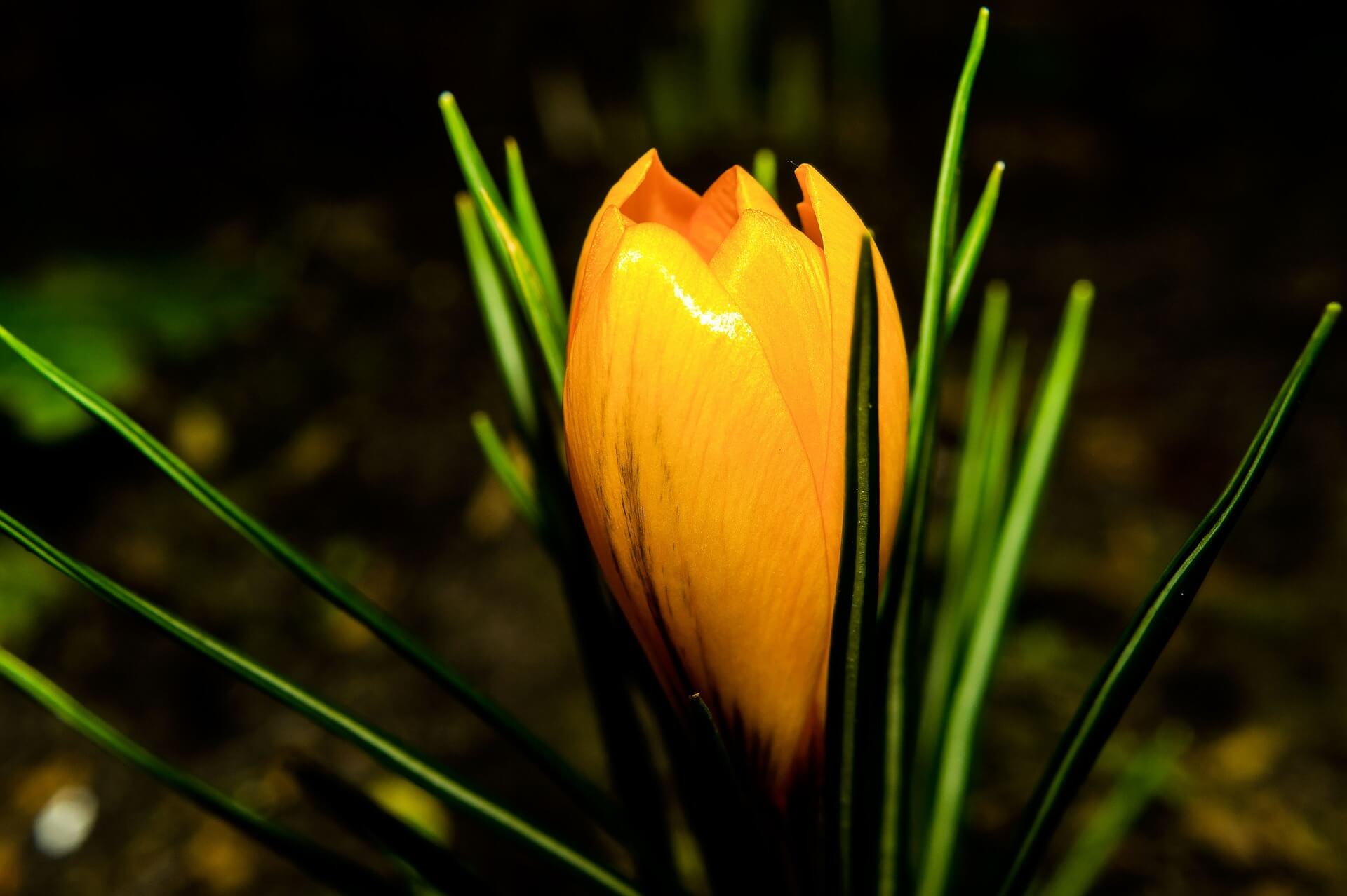 Leuchtend orange Krokusblüte