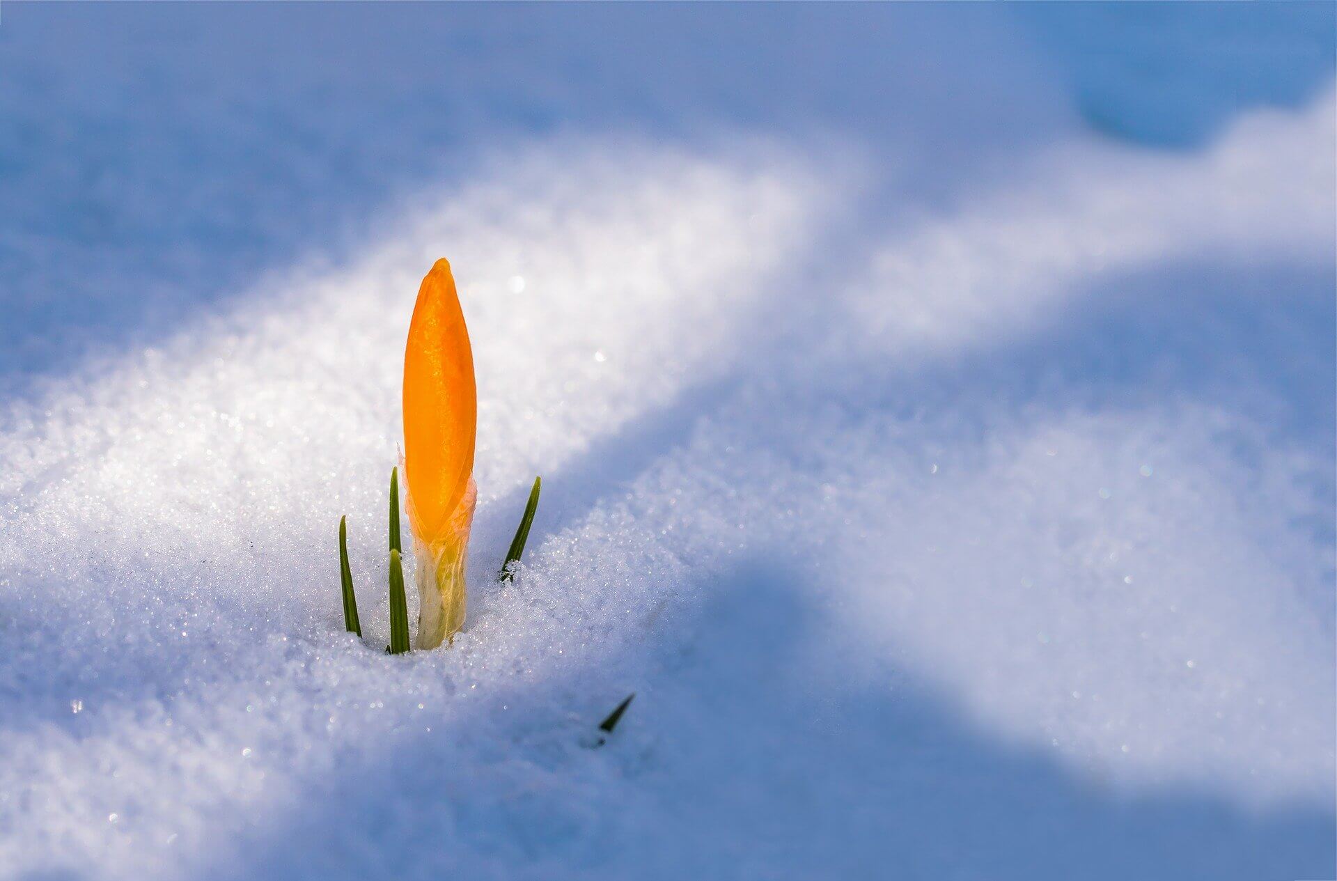 Oranger Krokus lugt durch eine geschlossene Schneedecke