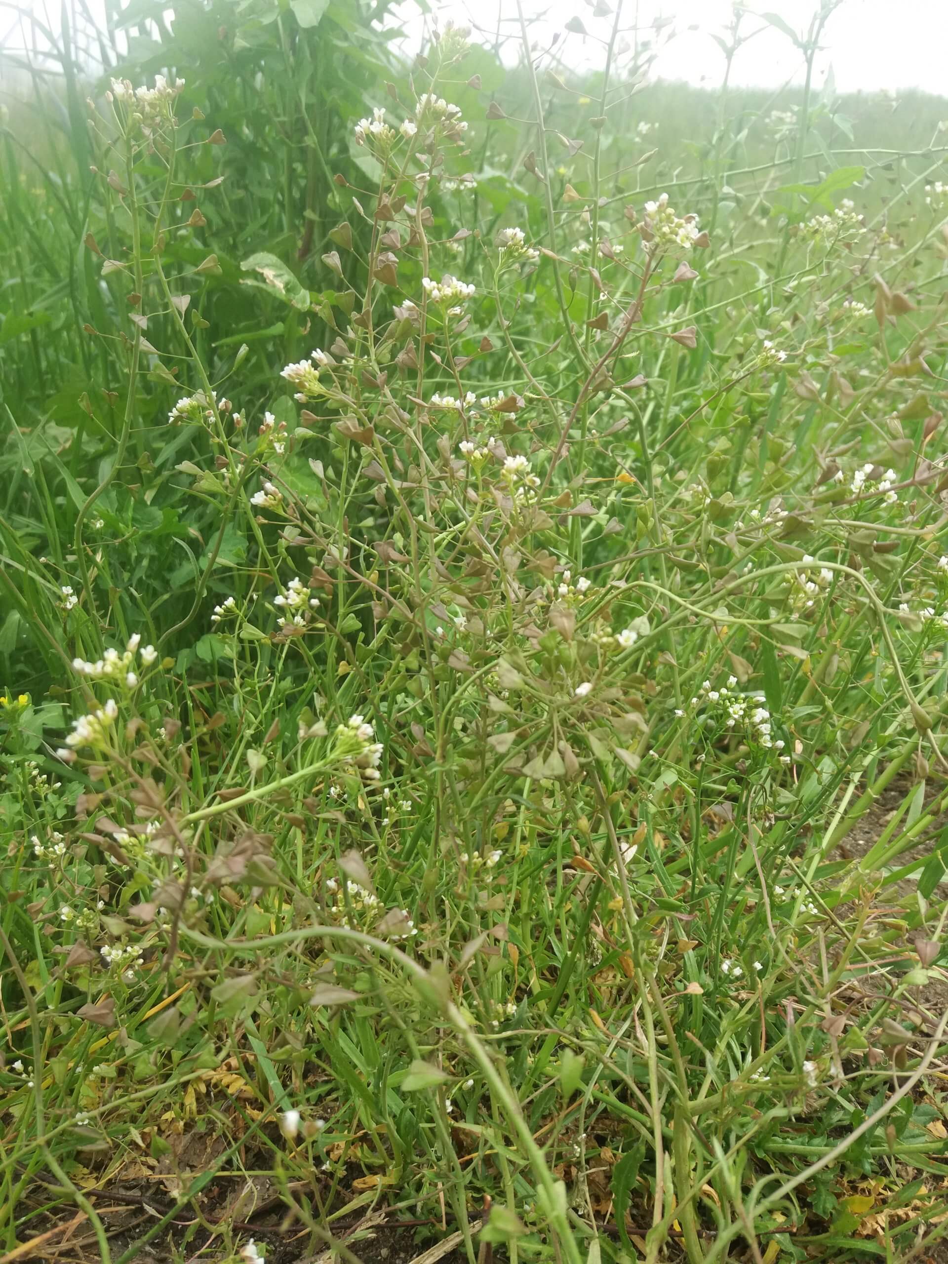 Hirtentäschel in der freien Wildbahn