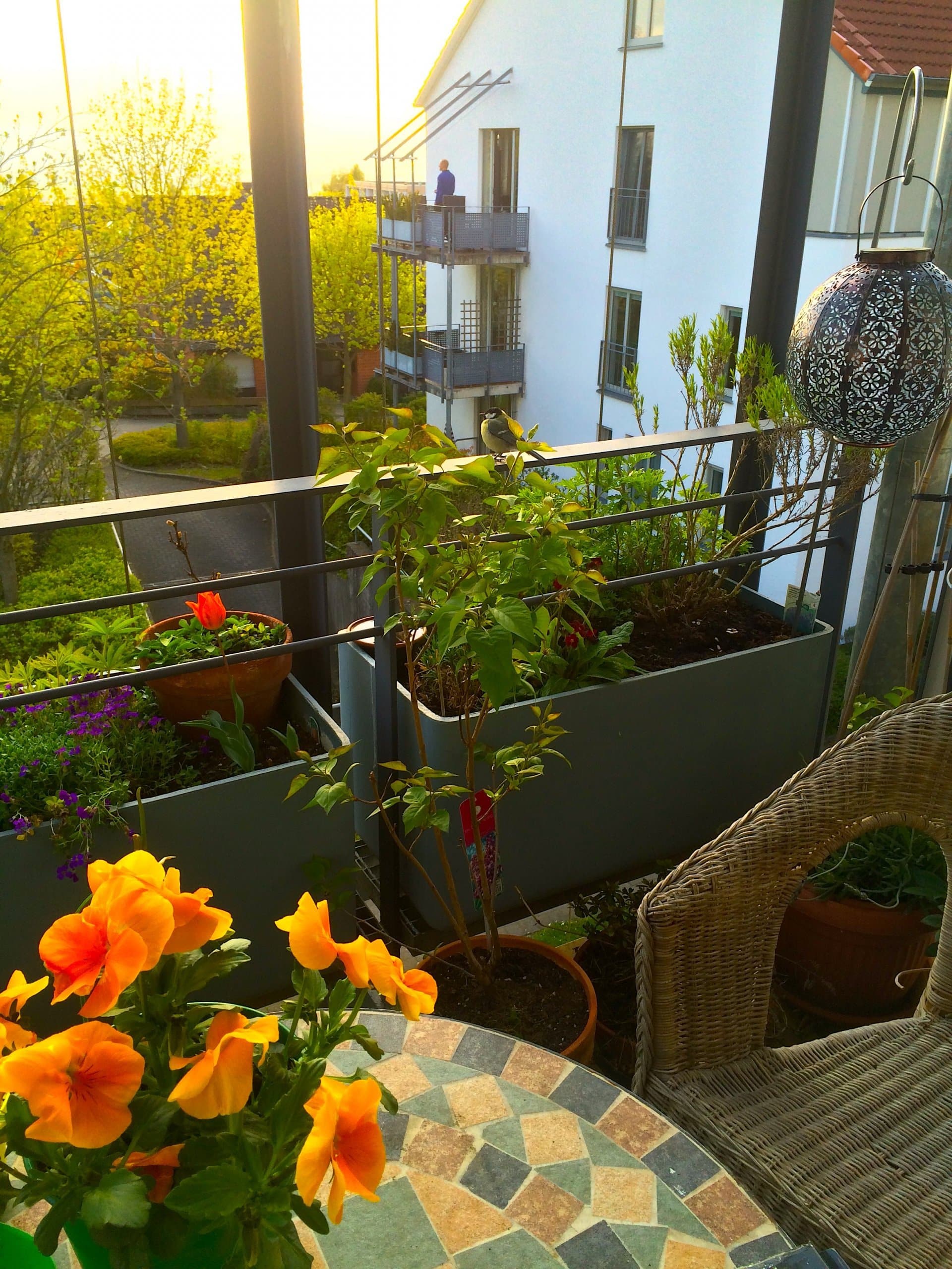 Blühender Balkon mit Kohlmeise