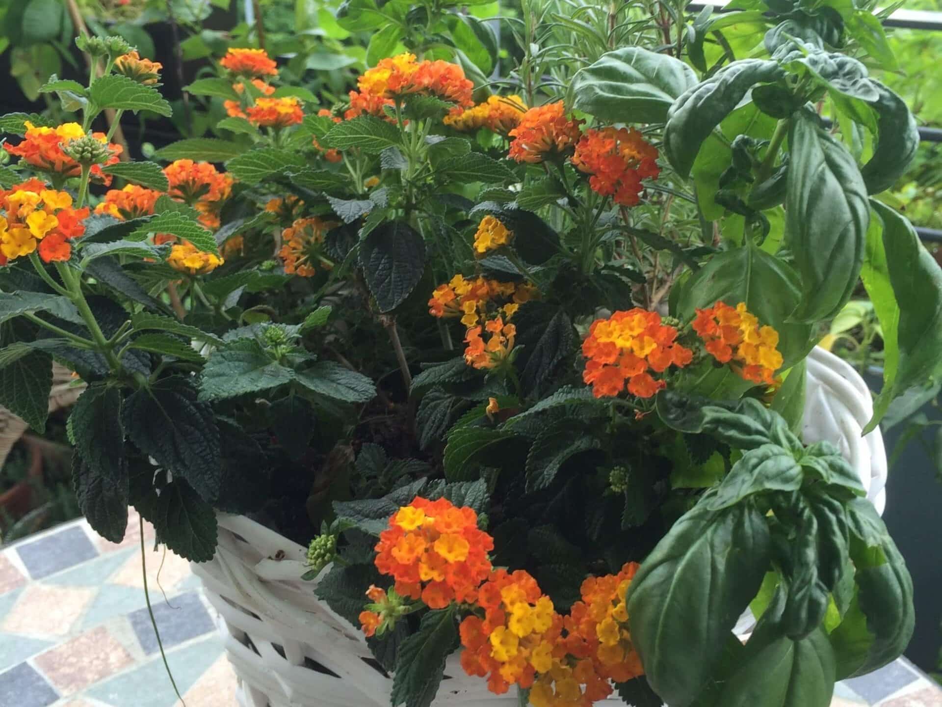 Mit Wandelröschen und Kräutern bunt bepflanzter Topf auf dem Balkon