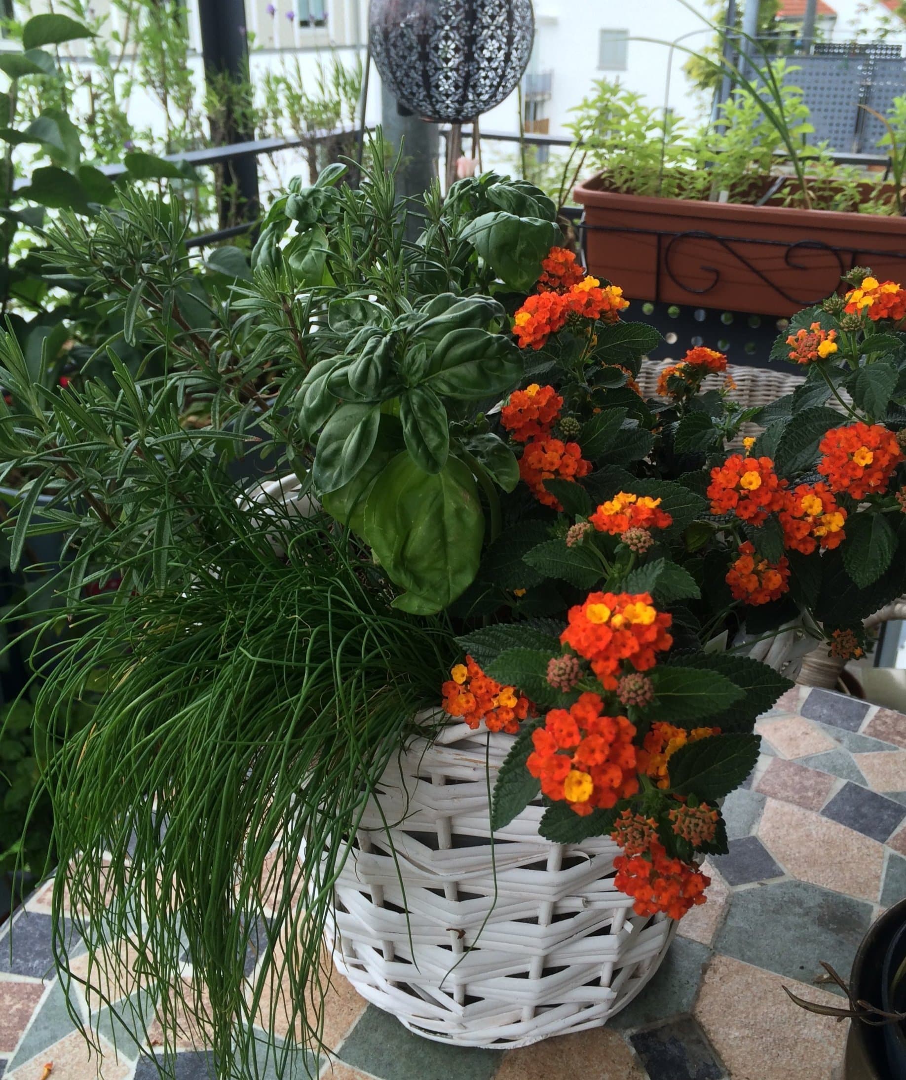 Mit Wandelröschen und Kräutern bepflanzter Topf auf dem Balkon