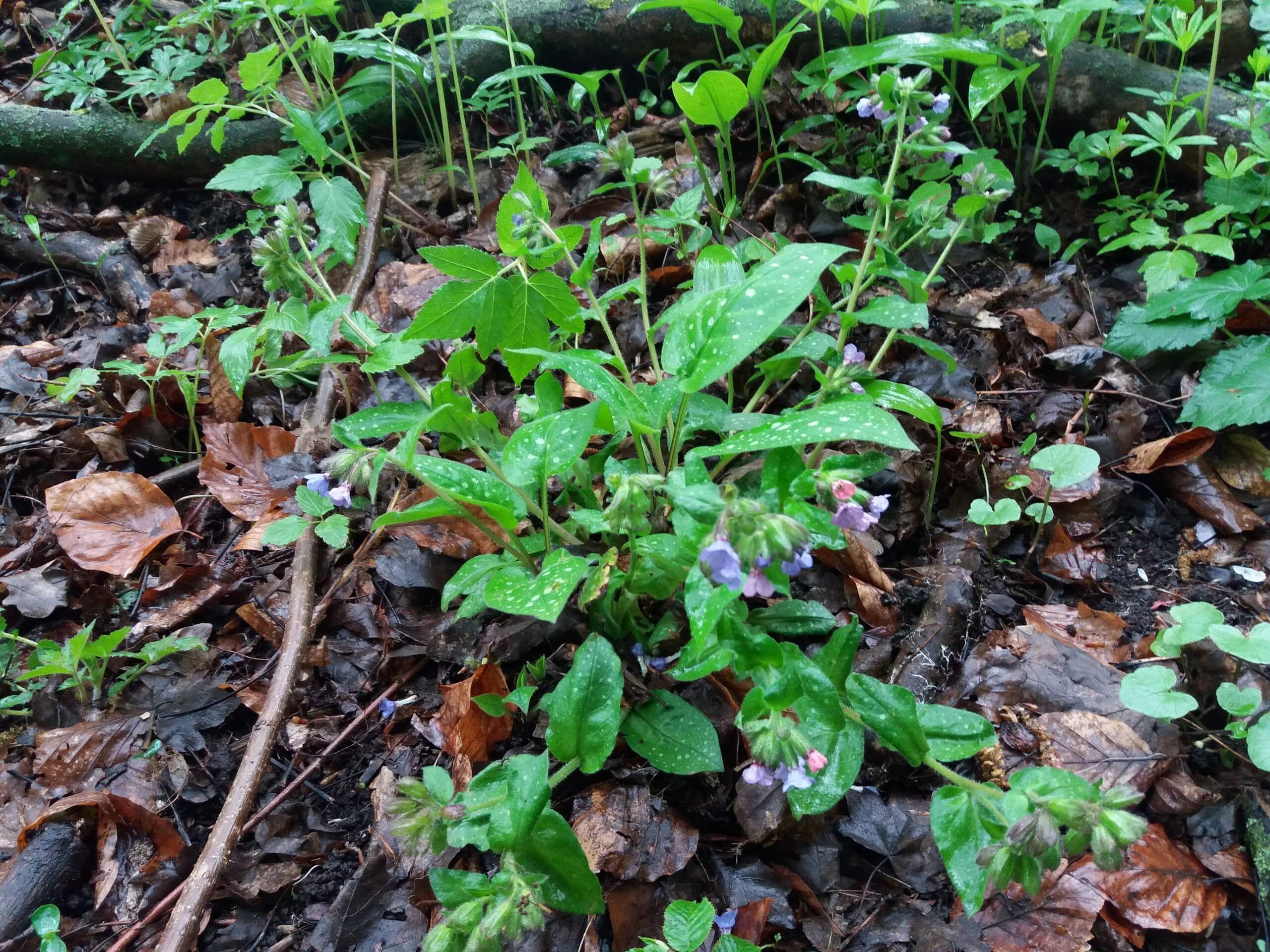 Blühendes Lungenkraut auf Waldboden