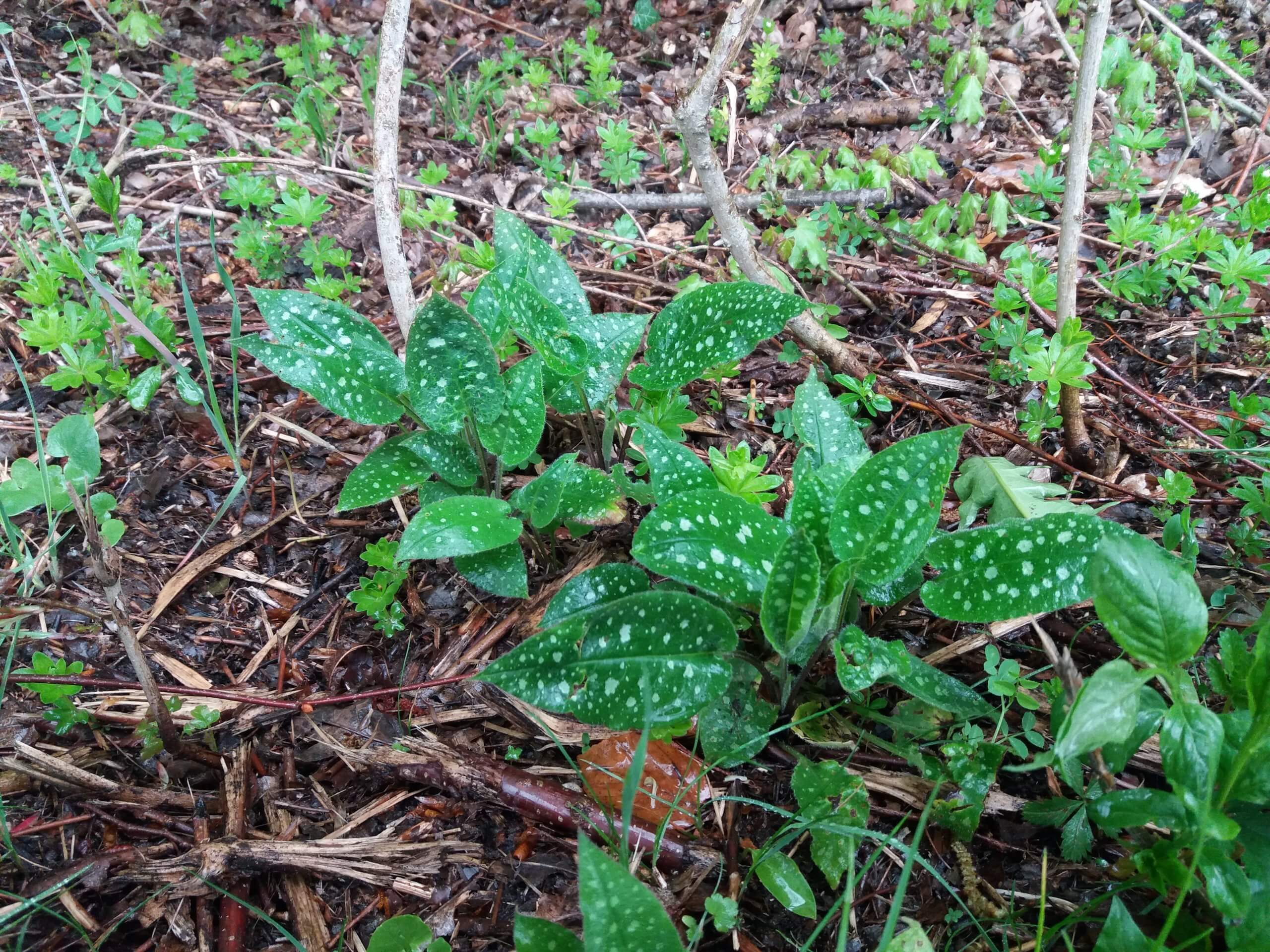 Blätter des Lungenkrauts zwischen Waldmeister