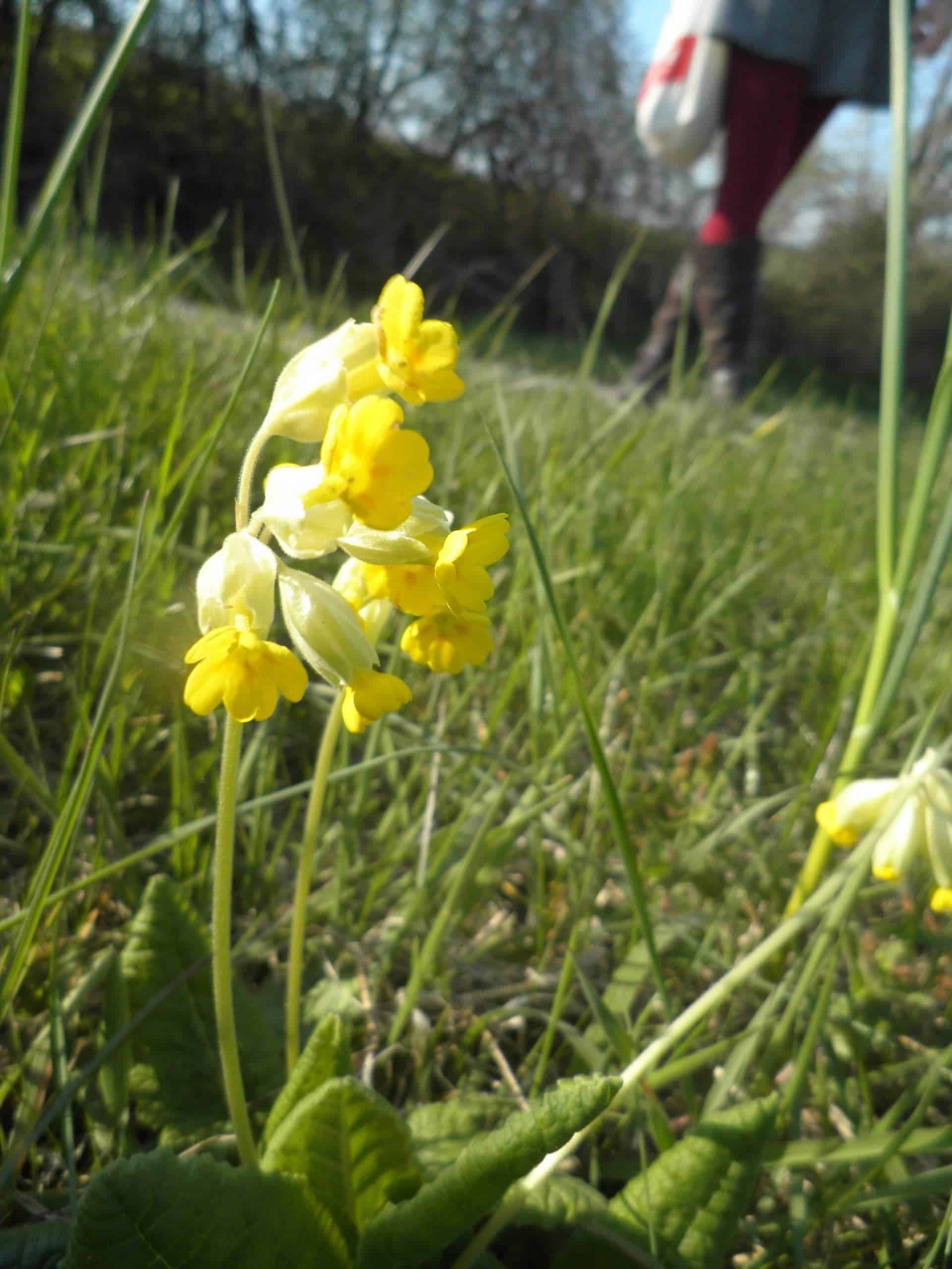 Blühende Schlüsselblume im Gras