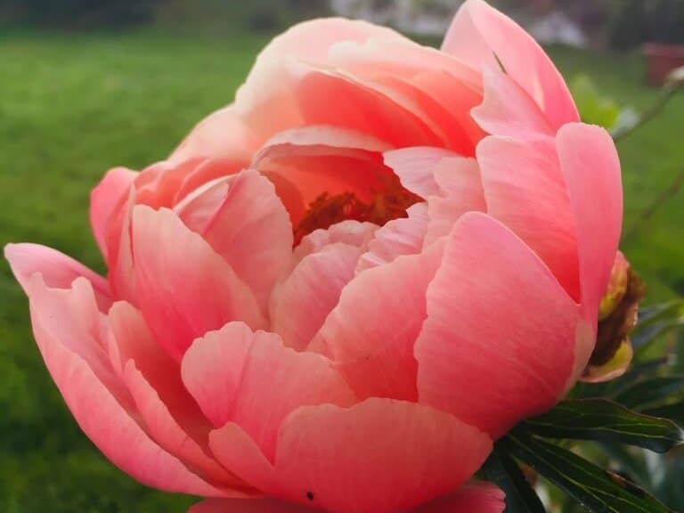 Blüte der Pfingstrose „Coral Charm“