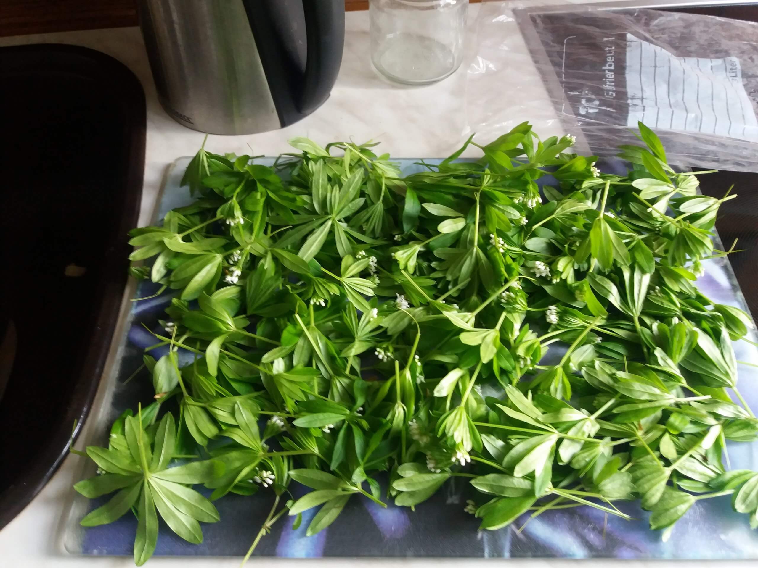 Waldmeister liegt zum Trocknen ausgebreitet in einer Küche