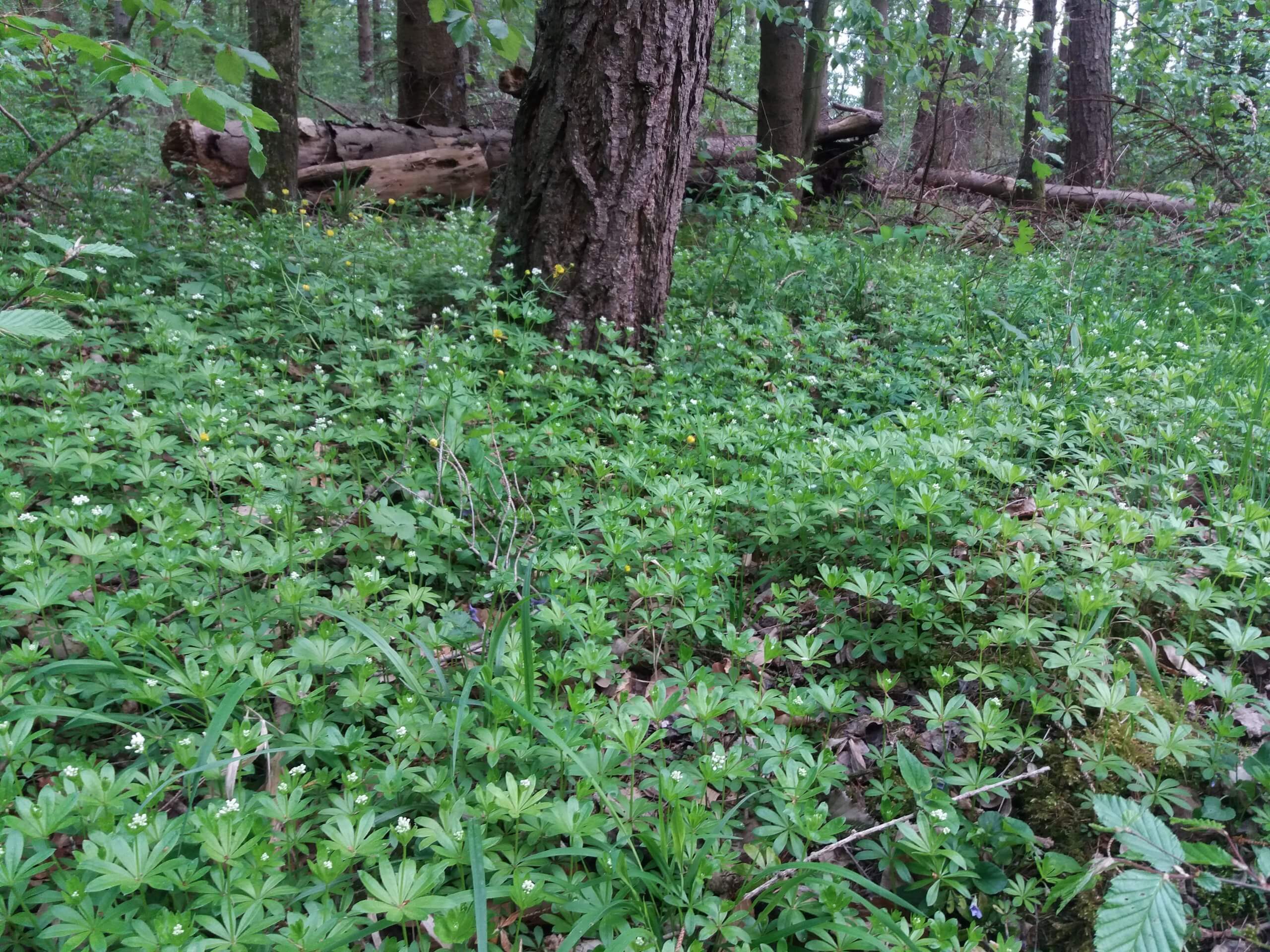 Ein Teppich aus Waldmeister in einem Laubwald