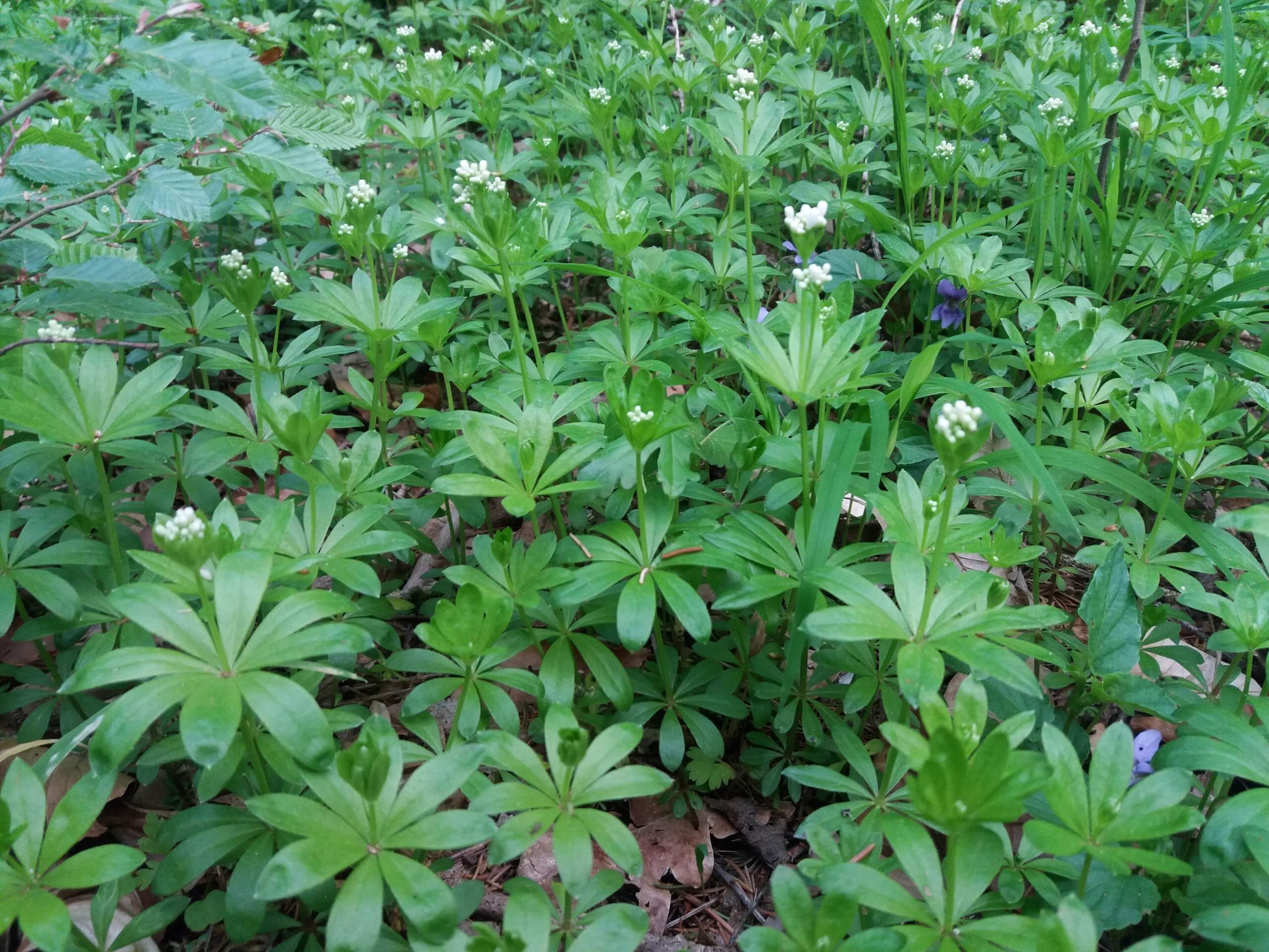 Blühender Waldmeister