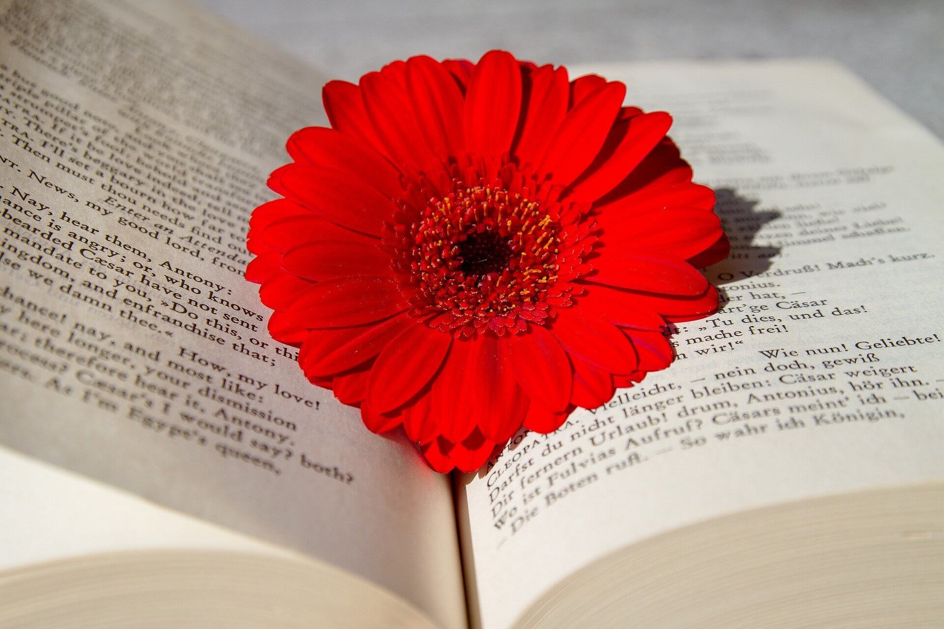 Rote Blüte auf aufgeschlagenem Buch