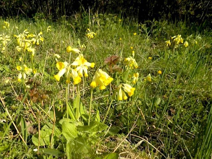 Wiese voll blühender Schlüsselblumen