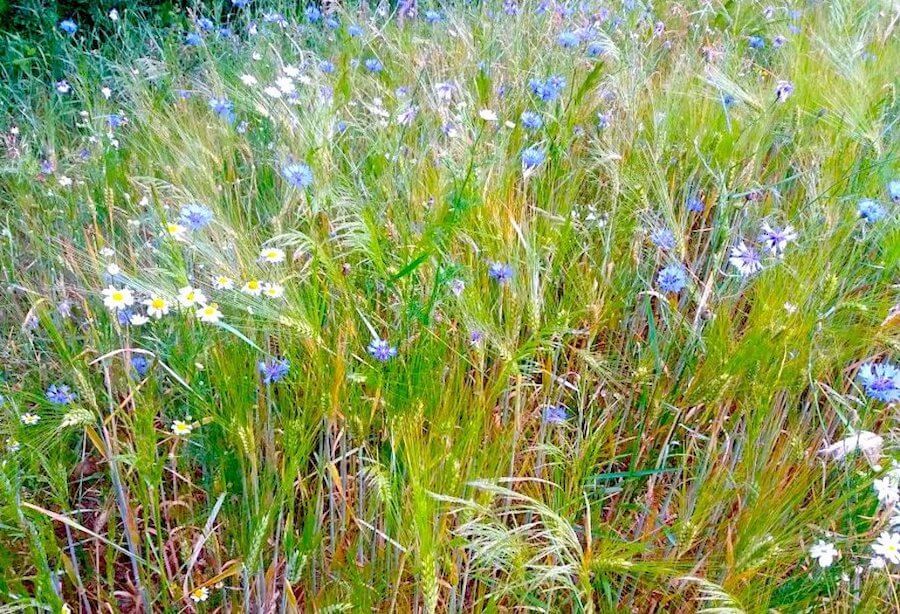 Kornblume und Kamille in Gerstenfeld