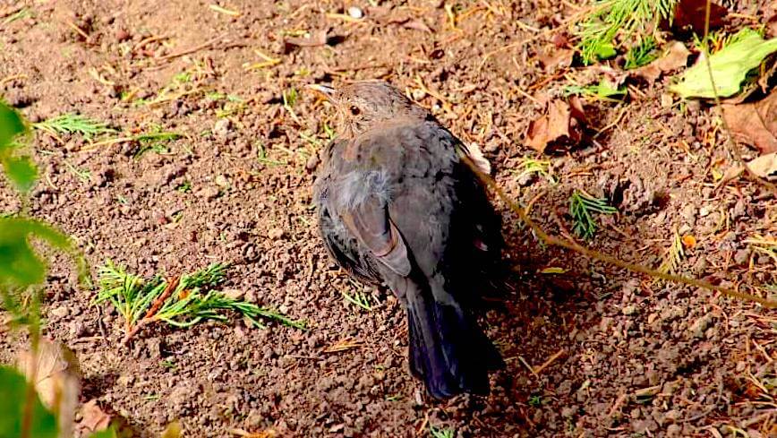 Eine Amsel sitzt im Garten auf dem Boden