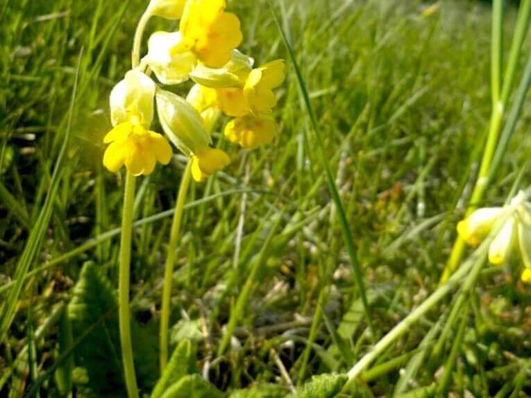 Blühende Schlüsselblume