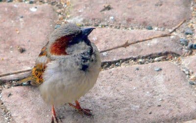 Das richtige Futter für Garten­vögel