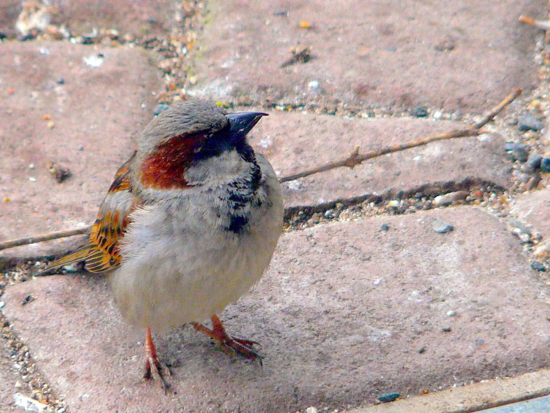 Spatz auf Kopfsteinpflaster