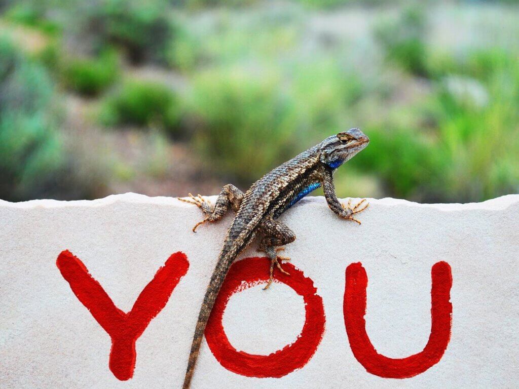 Ein Salamander sitzt auf einem "YOU"