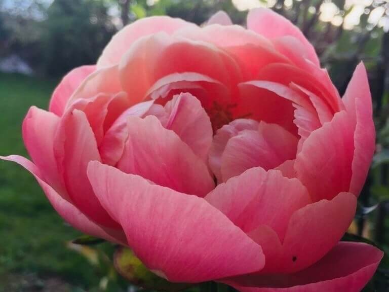 Rosafarbene Blüte einer Pfingstrose