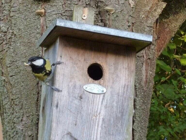 Meise an Vogelkasten