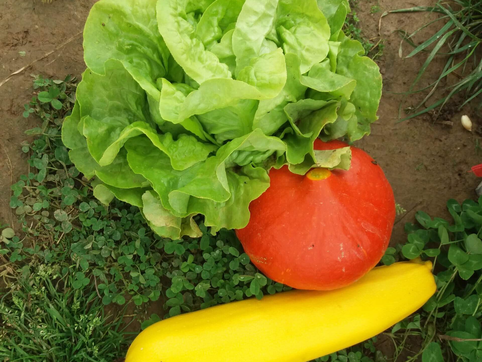 Kürbis, Salat, Zucchini