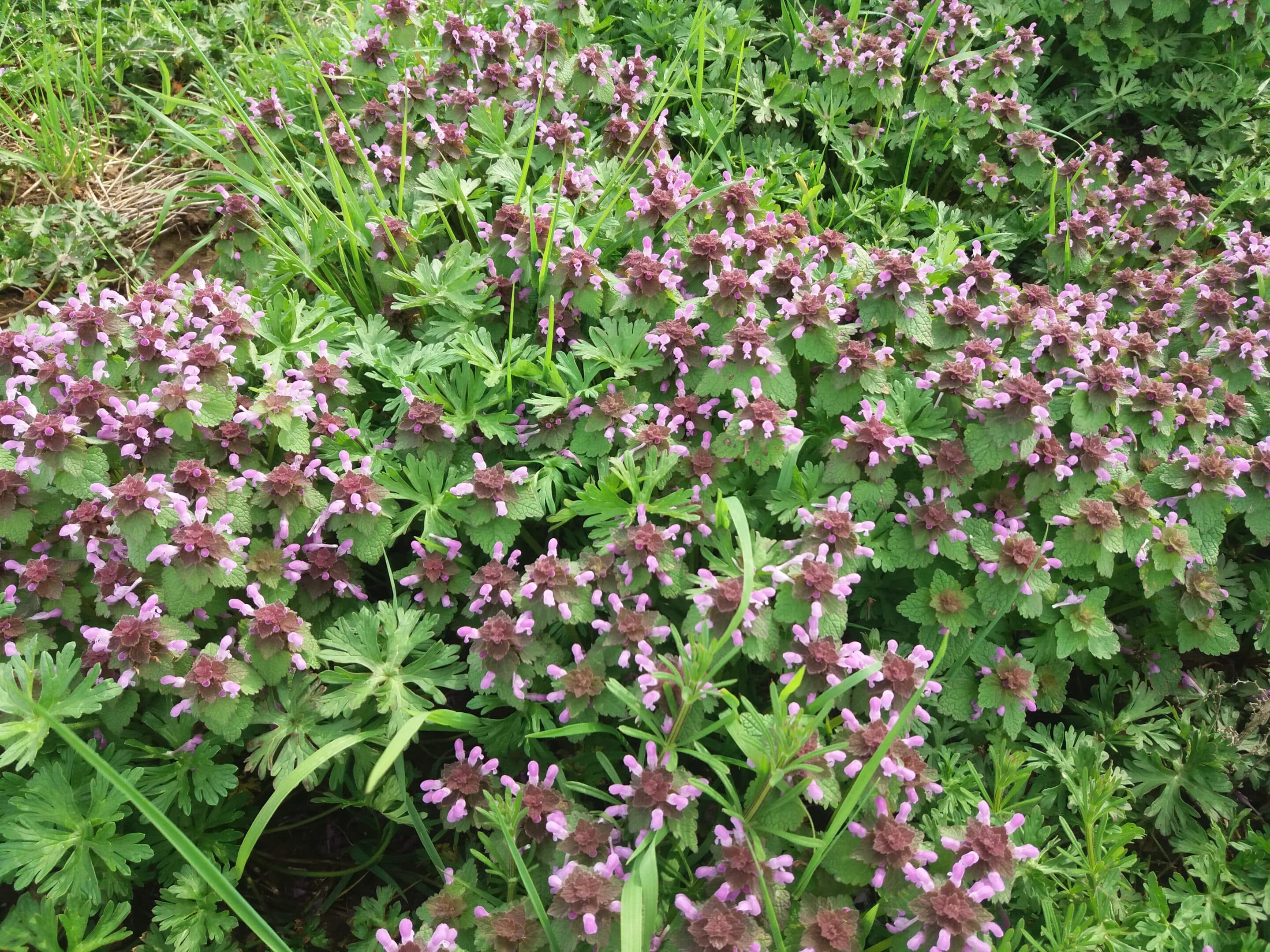 Purpurrote Taubnesseln
