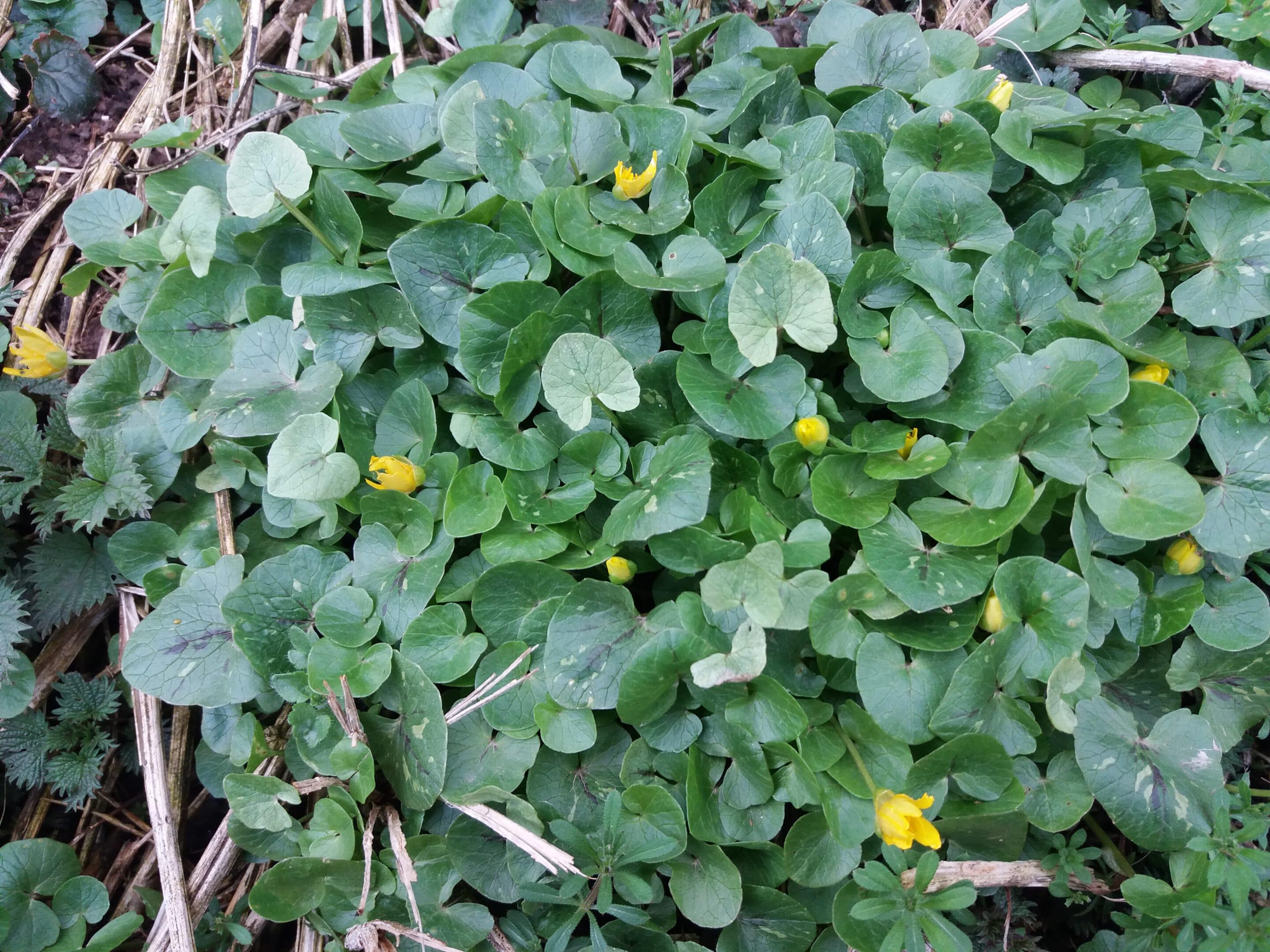 Einzelne Scharbockskraut-Blüten