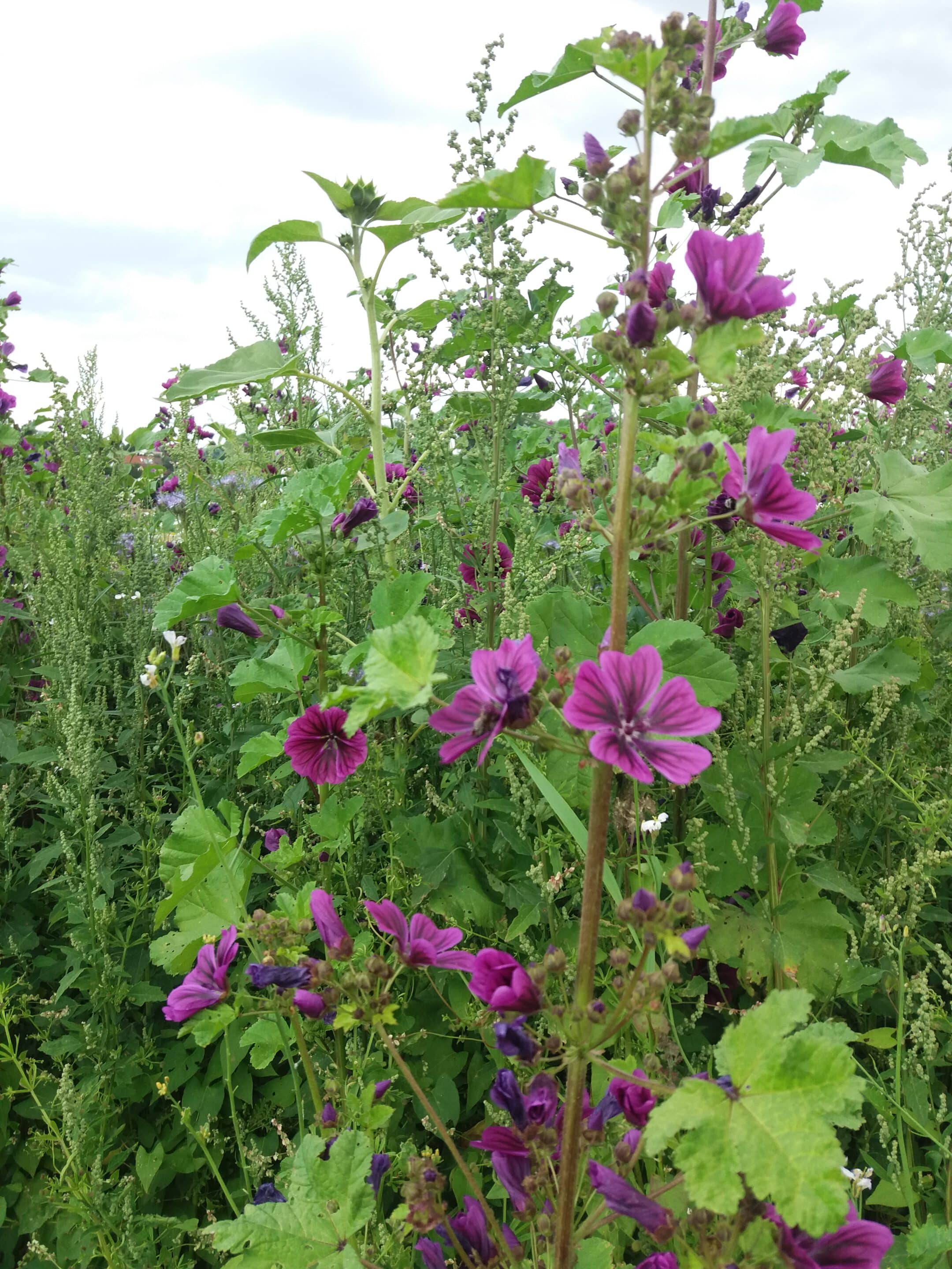 Wilde Malve auf Feld