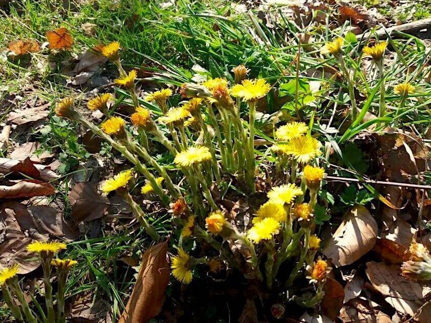 Huflattich auf Waldboden