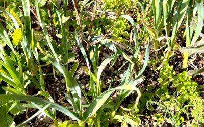 Knoblauch aus Brutzwiebeln ziehen