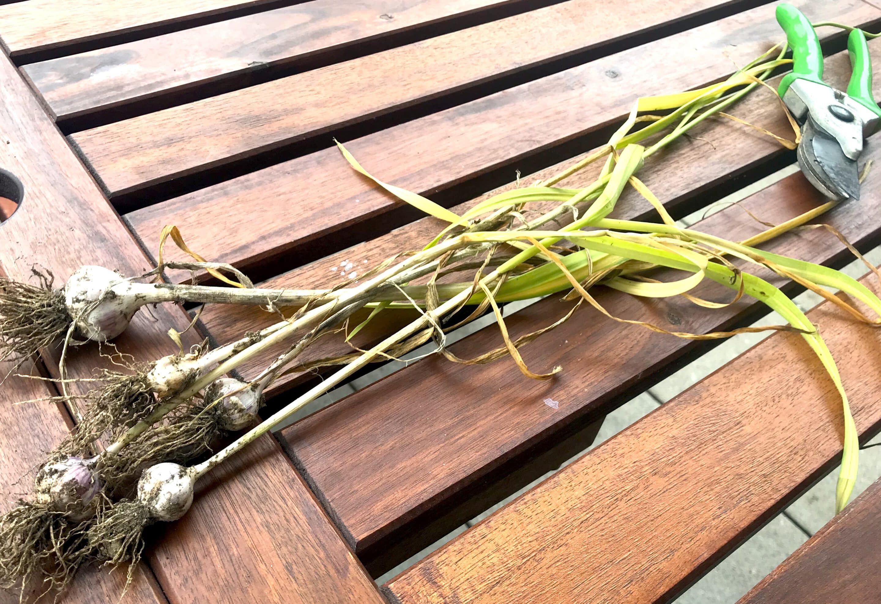 Knoblauch wird zum Trocknen zu einem Zopf geflochten