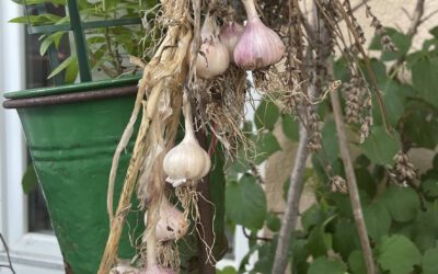 Knoblauch aus Brutzwiebeln ziehen